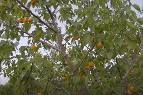 Секреты успешного выращивания зимостойкого абрикоса Медовый