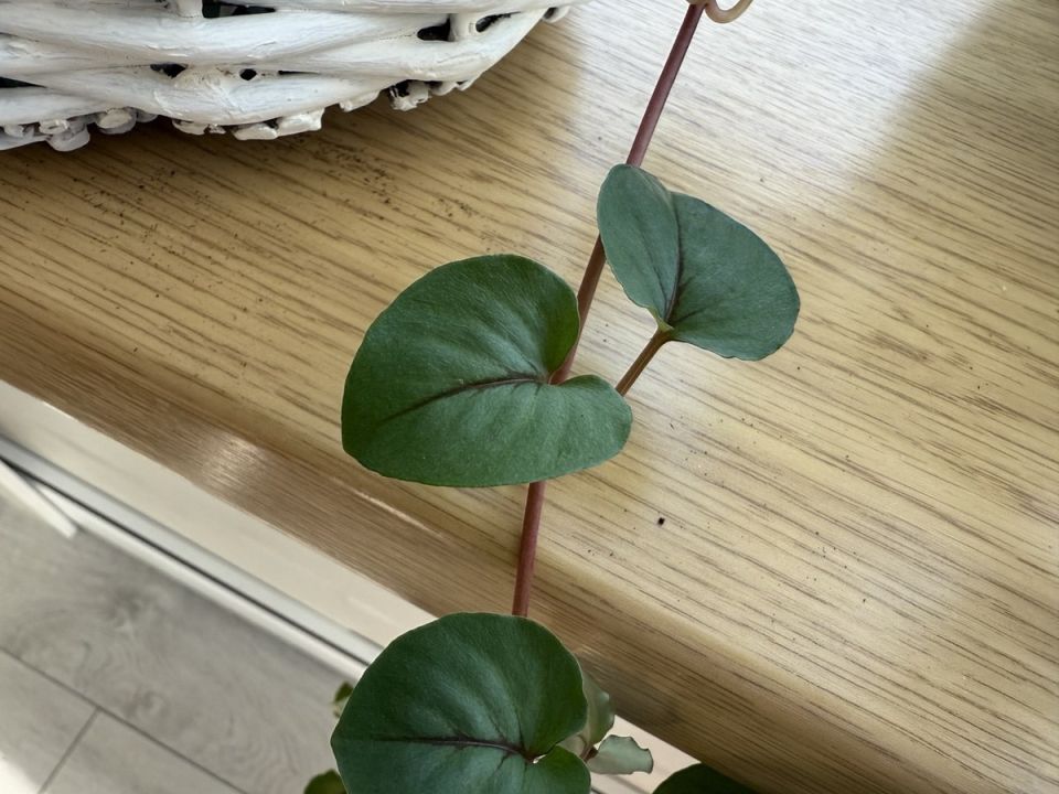 ���������: ��� ���� � ���������� ���������� � ��������� �����