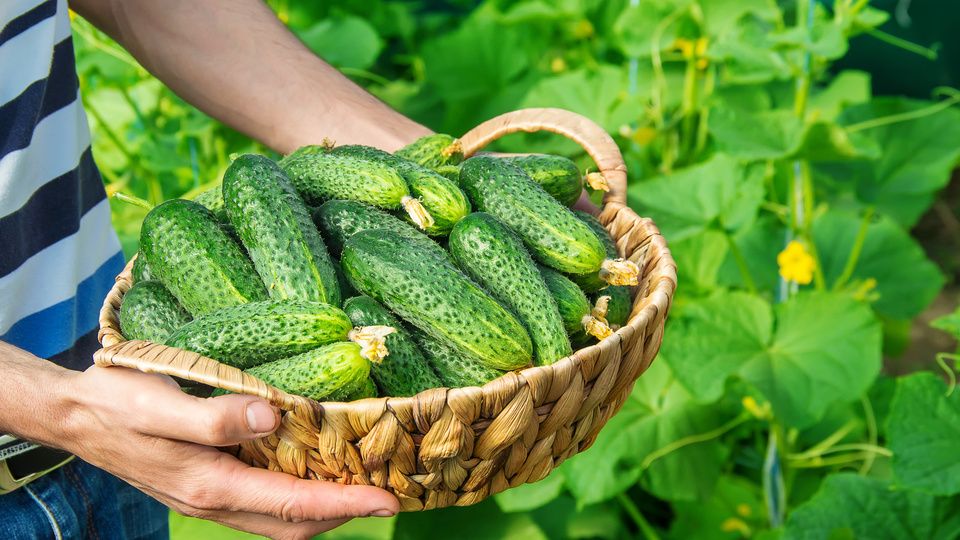 ������������������ ������: ���������� � ���������� ������