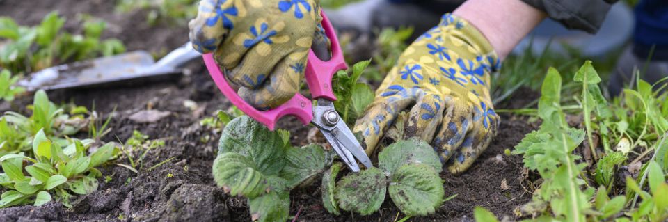 Как обрезка клубники после сбора урожая помогает обеспечить будущий урожай