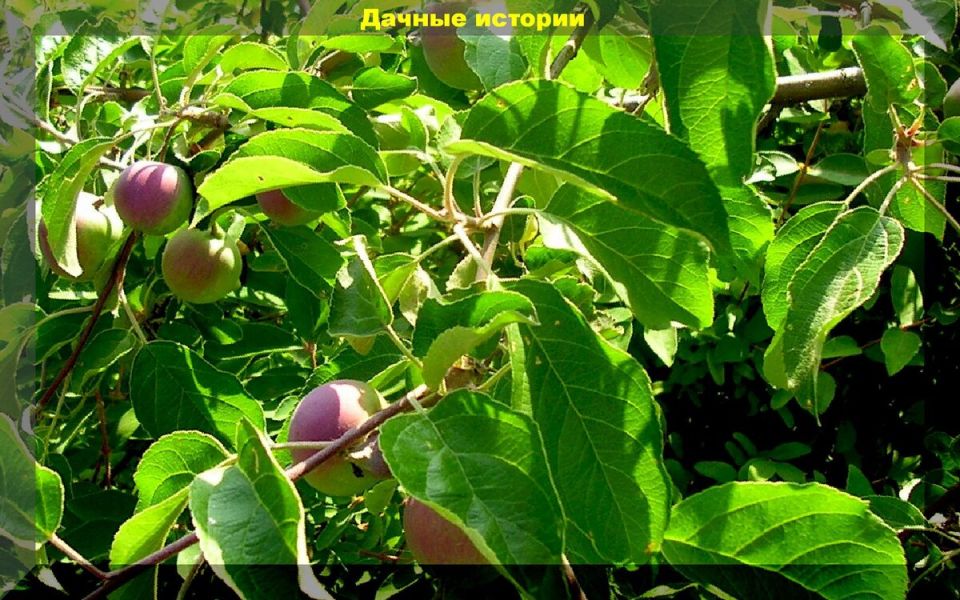 Почему в июле опадают завязи на плодовых деревьях и как с этим бороться?