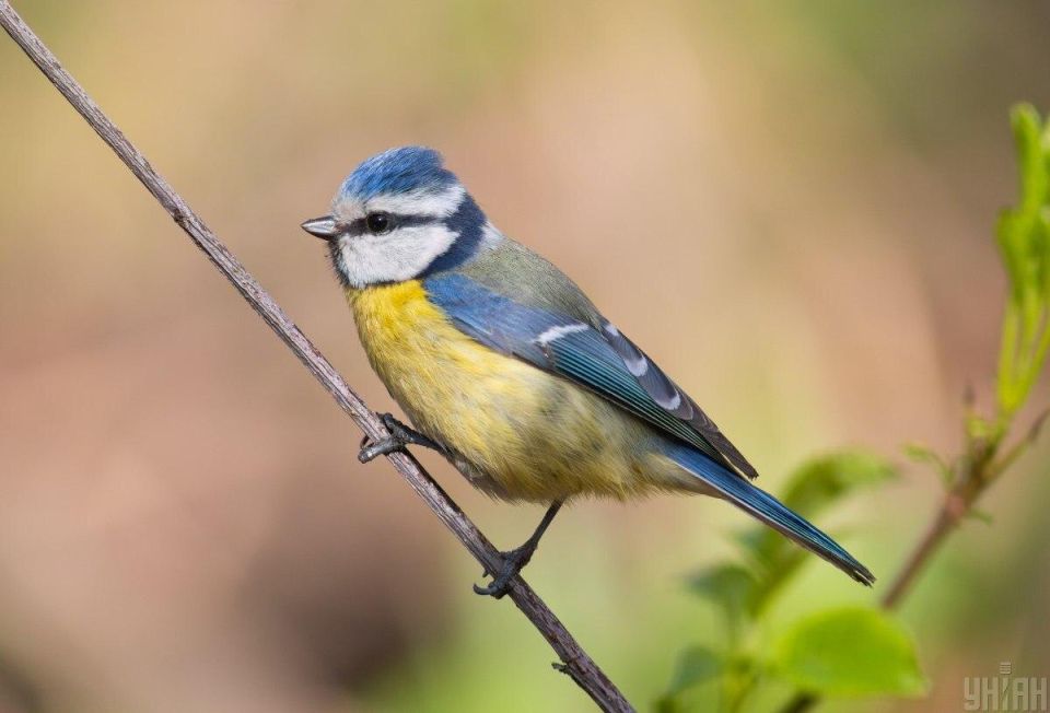 ����� �����: ��� �������� ������ �� ����