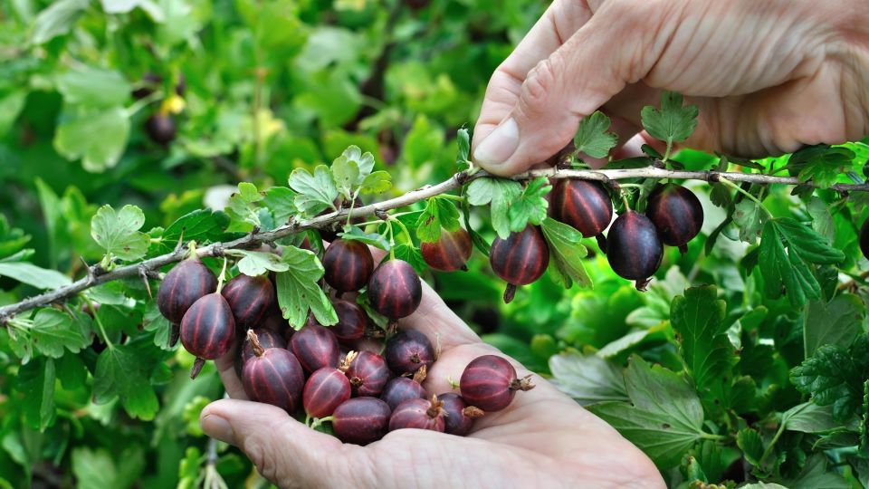 ��������� ���� ������� ������ � ����������: ���������� ���� ��� ���