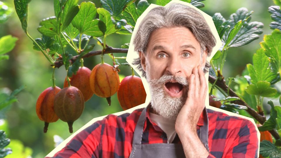 ��� ������ ���������� ��� �������: ������ ��������� ��� ������� �����