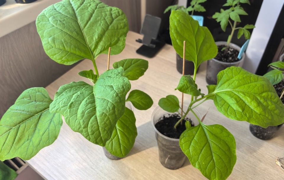 �������� �������: ��������� �������� ��� �������