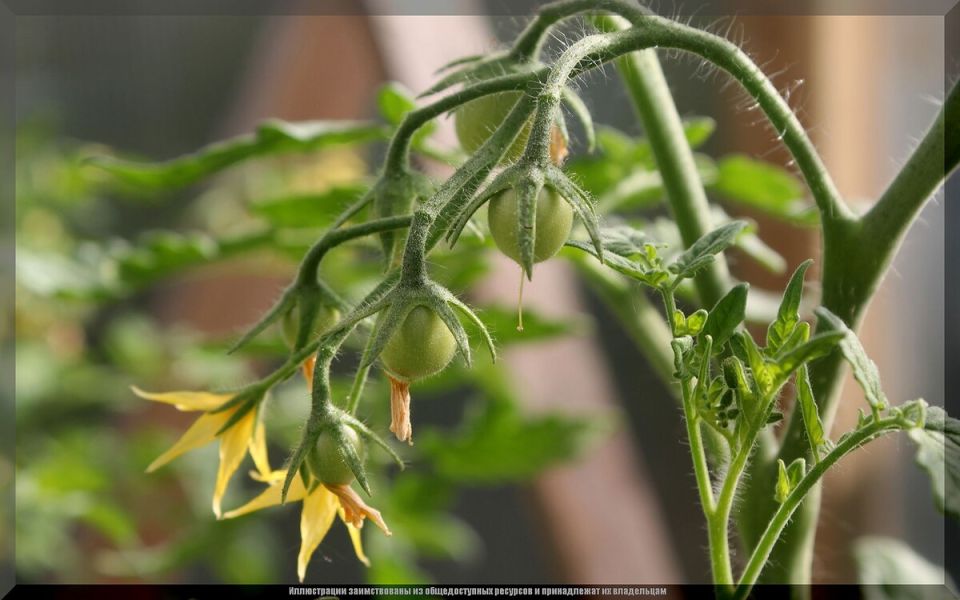 ������: ������� ������������ ��� ��������� ������