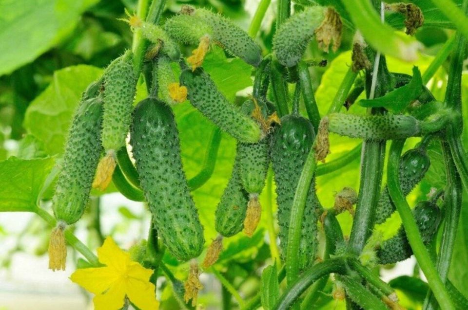 �� �������� �����������: ������ �������� ������ ��� ������ � ����