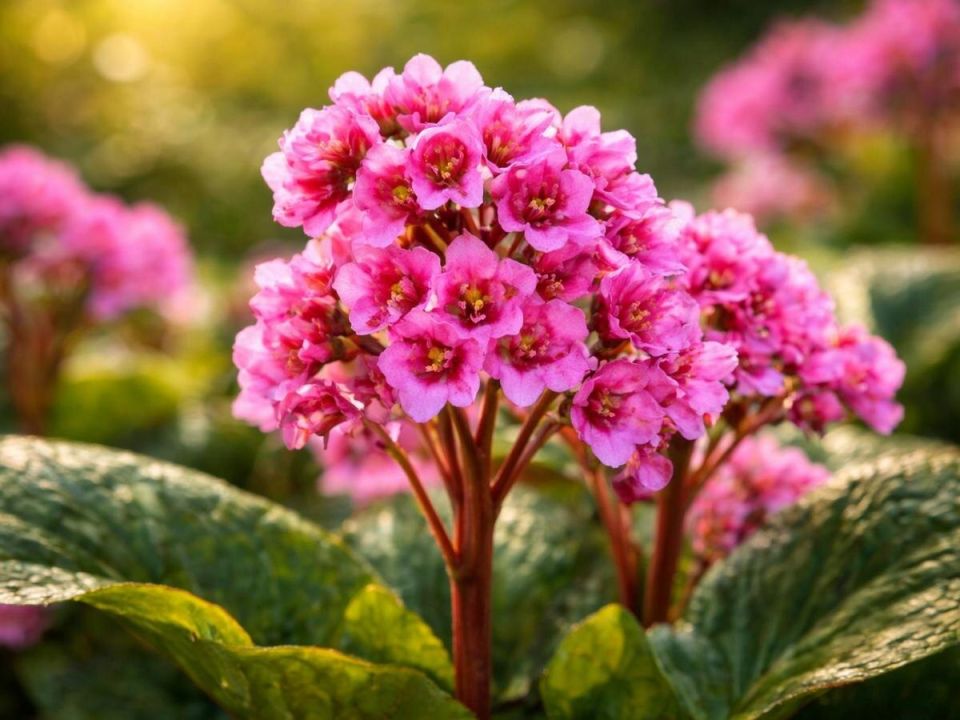 ��������, ������� ������ ������� ���: ����� ��� ������ ����