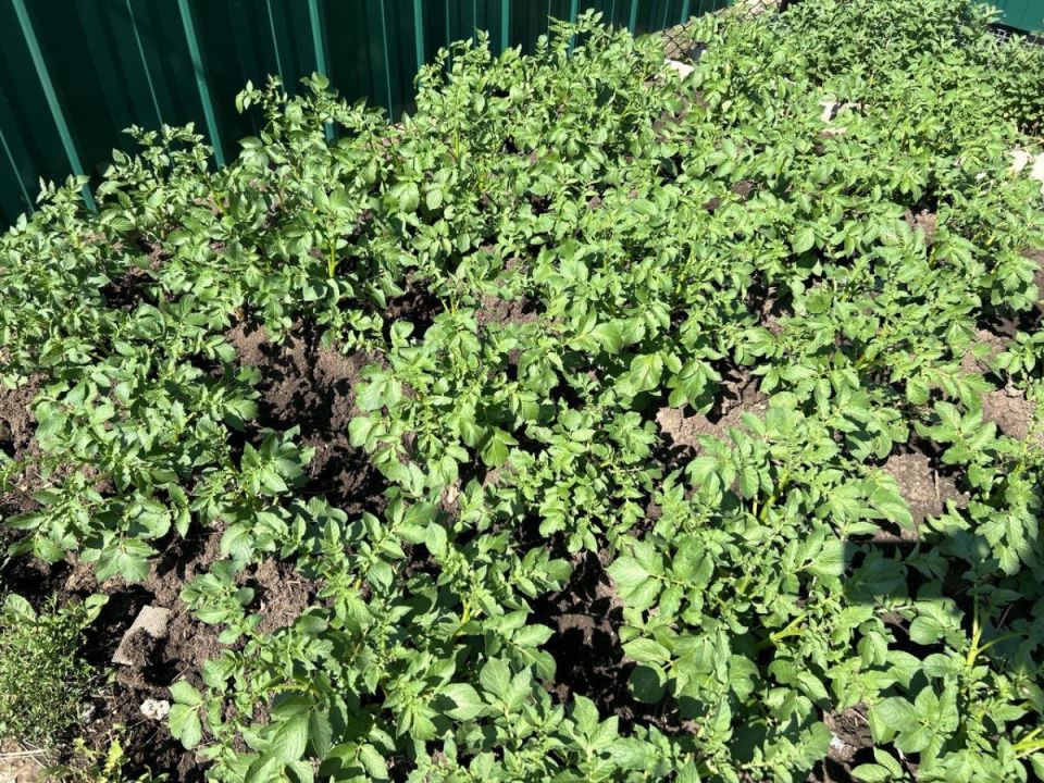 ��� ������� ��������� ����� ��� ��������: ������ ��� ��������