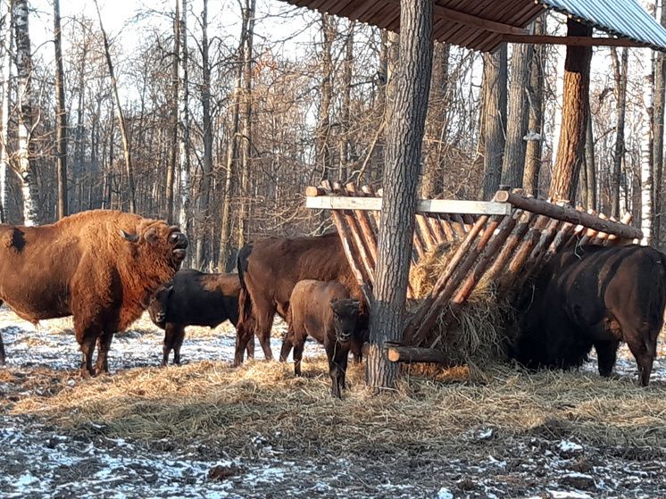 Пределы заповедников под вопросом: спокойное объяснение ситуации вокруг поправок к закону об ООПТ