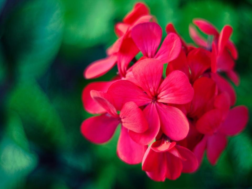 ������ ���������� ���������� ����: ��� ������ �������� �������� �������