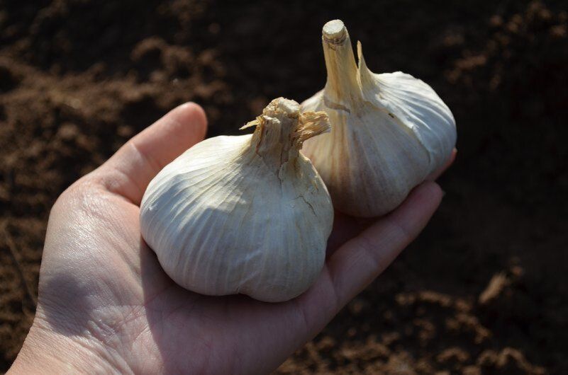 Как подготовить почву для осеннего высаживания чеснока
