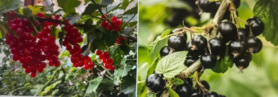 ��� �������� ��������� �� ��������� ����: ������ �� ������ ������ � �������