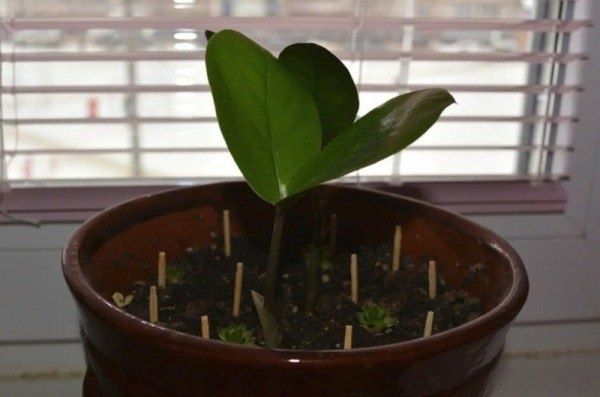 Спички как секрет ухода за домашними растениями