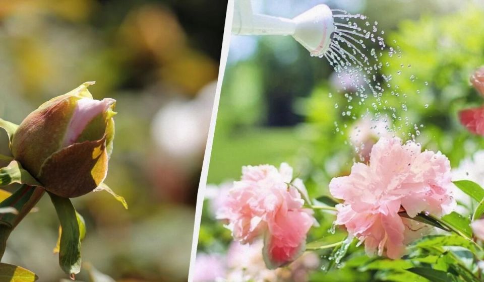 Что мешает пионам цвести: 5 основных причин и советы по уходу