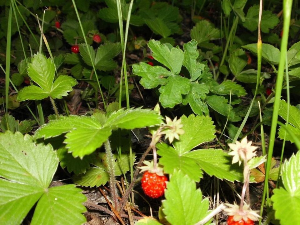 Как подготовить землянику к урожаю: советы для щедрого сбора ягод в следующем году