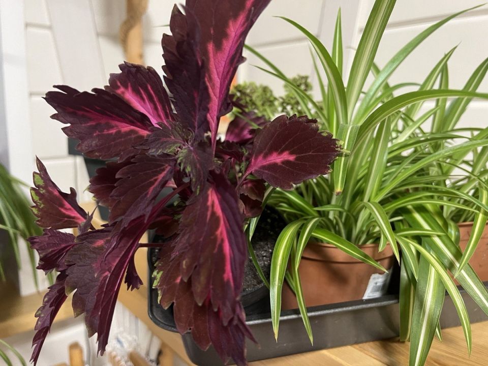 Топ-8 комнатных растений, от которых многие отказываются