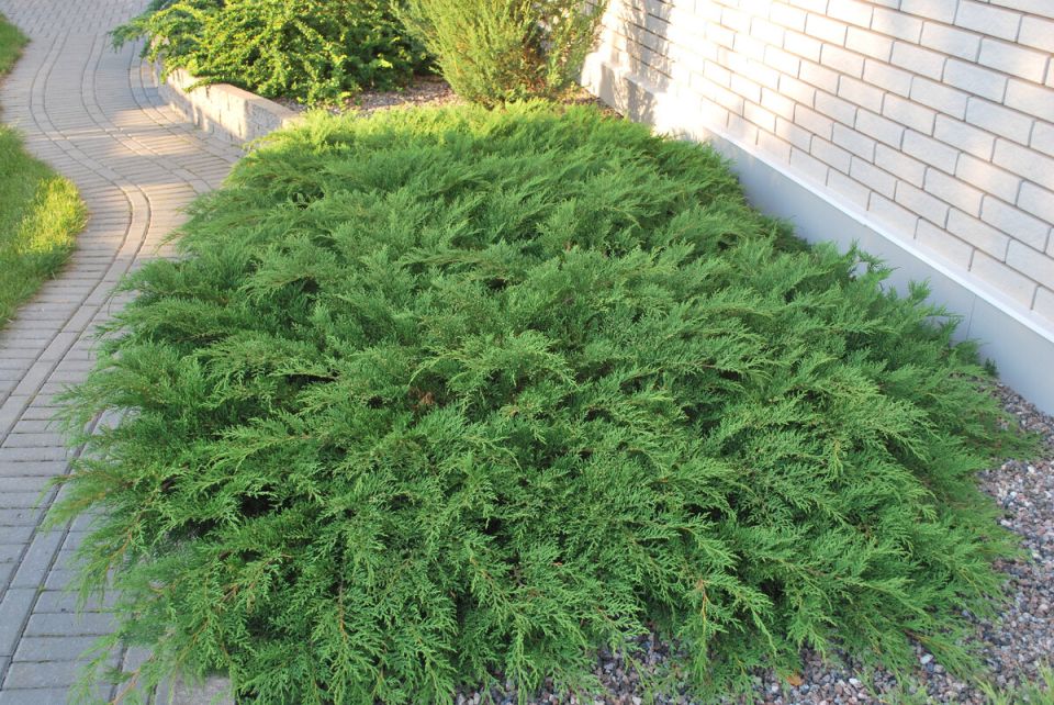 Микробиота: универсальный хвойный кустарник для вашего участка