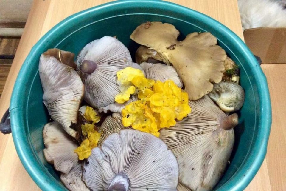 Секретные грибные места Нижегородской области в зимний период