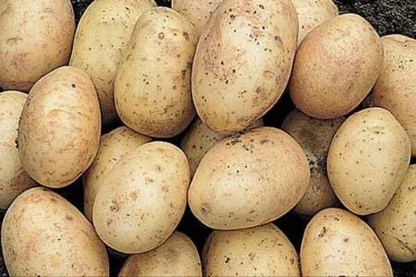 ��������������� ��������� �����: ������� ��������� �����������