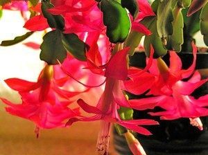 Декабрист: зимнее украшение для вашего дома