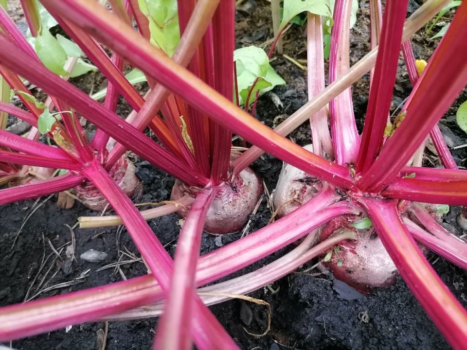 ������� ���������� ������ ������: ����� �������, ����� ��������� ������?