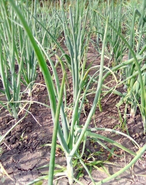 ������ � ���������� ������ ��� ������� ����: ��� �������� ����������� � ����������