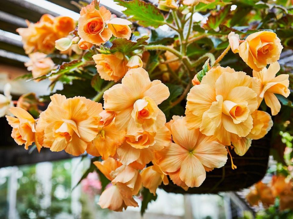 ��� ��������� ������� ����� ����������� ���� ������� ����