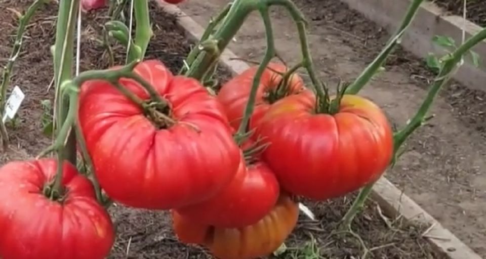 Как справиться с проблемами томатов в августе: полезные советы для огородников