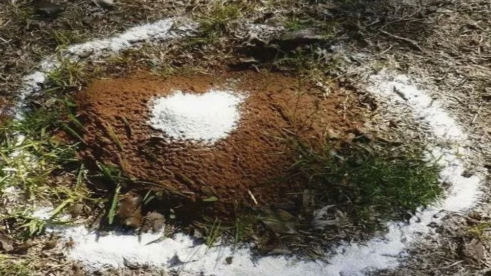 ���� �� ������ � ��� ��������: ���� � ���������� ��������-�������