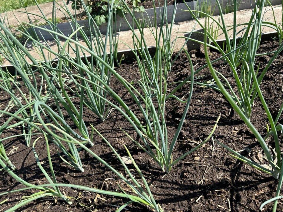 ��� ��������� ����� ����������� ��� ������ ����