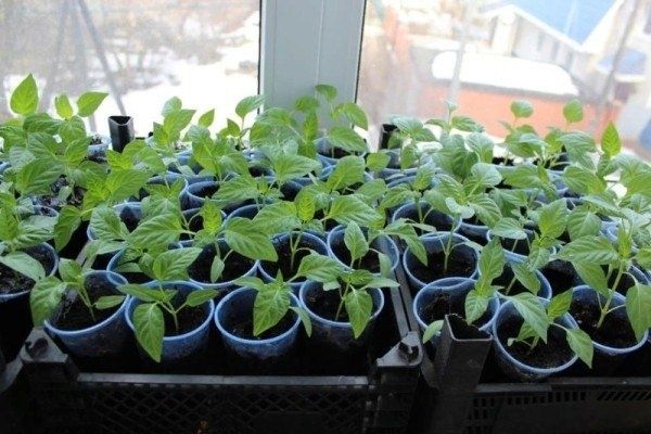 ��� ������������� ����������� �������: �������� ������ ��� ���������