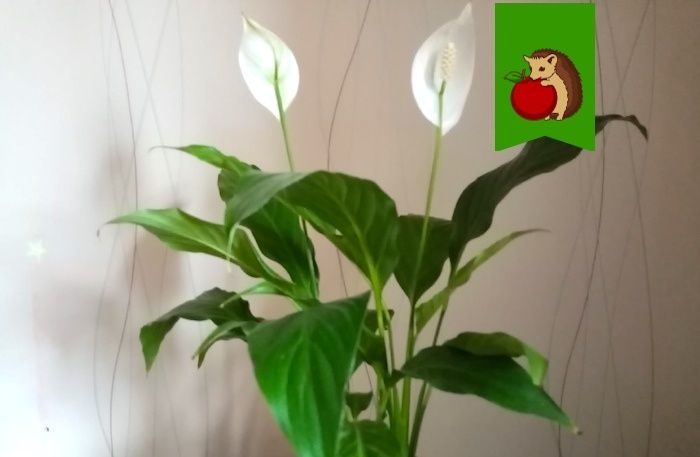 5 ������ ������� �� ����� �� ��������������: ��� �� ��������� ��� ��������