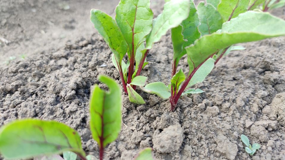 ��������� ������ ������: ������� ������� ������