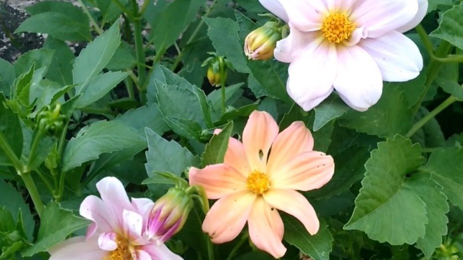 Как однолетние георгины преобразили сад: секреты успеха и длинного цветения