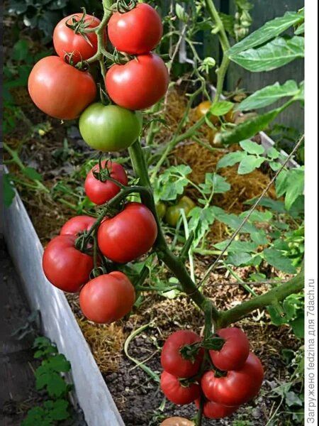 ����� �����: ��������� ����� ��� ������ � ��������� ������