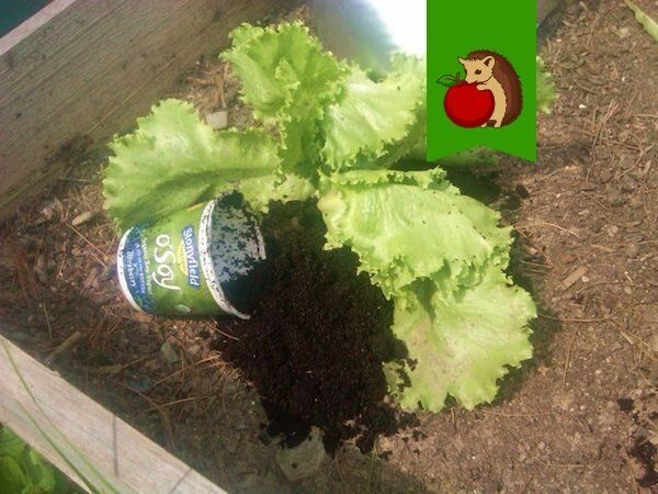 Как чай и кофе становятся секретом успешного огорода