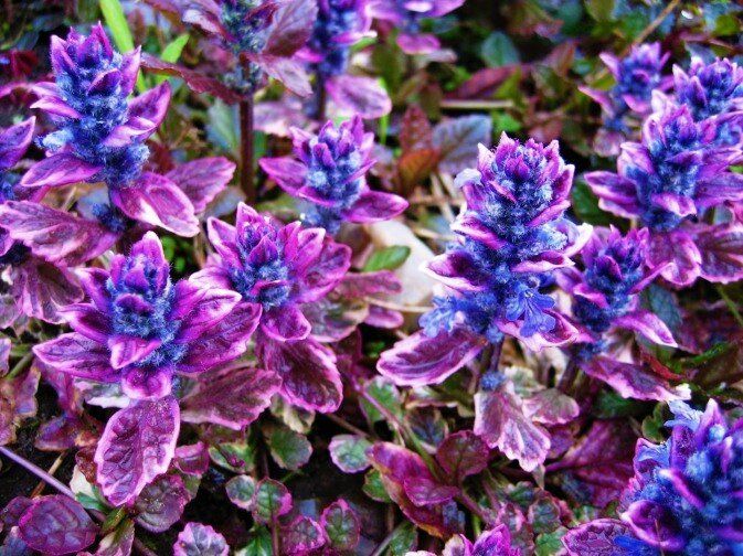 Неприхотливые растения: яркие сорта аюги для ваших цветников