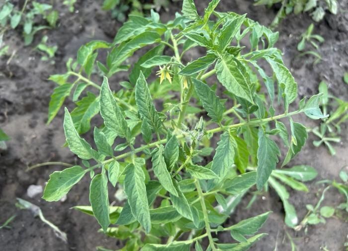 ���� �� �������� � ����: ������ ��� ������� ������