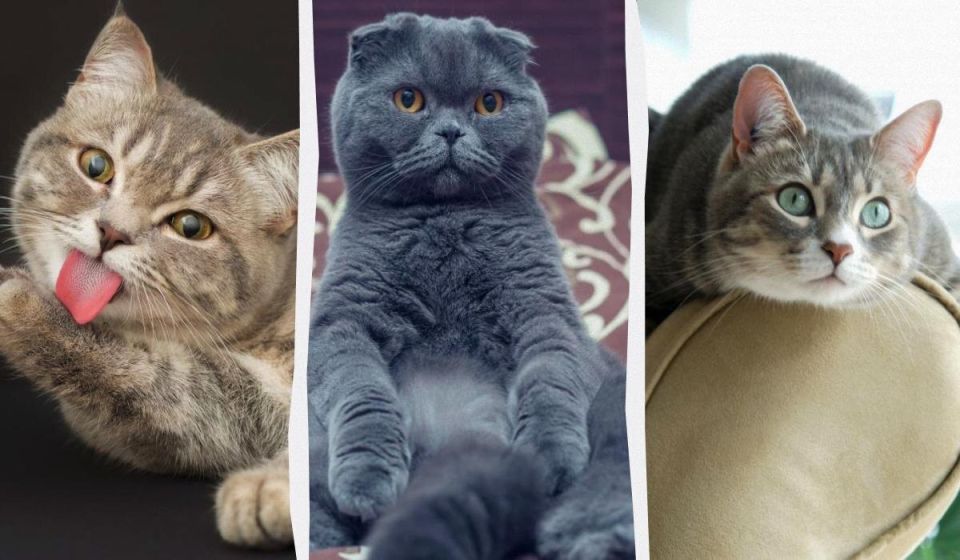 ������� ����������: 5 �����, ������� ������� ���� ������