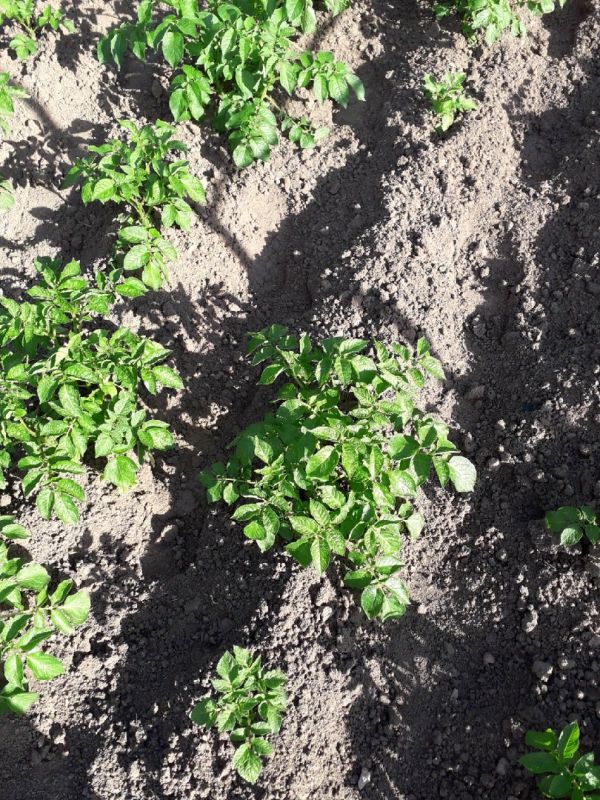 ����������� ������ ����������� ������� ��������� � ����������� ����������� �������