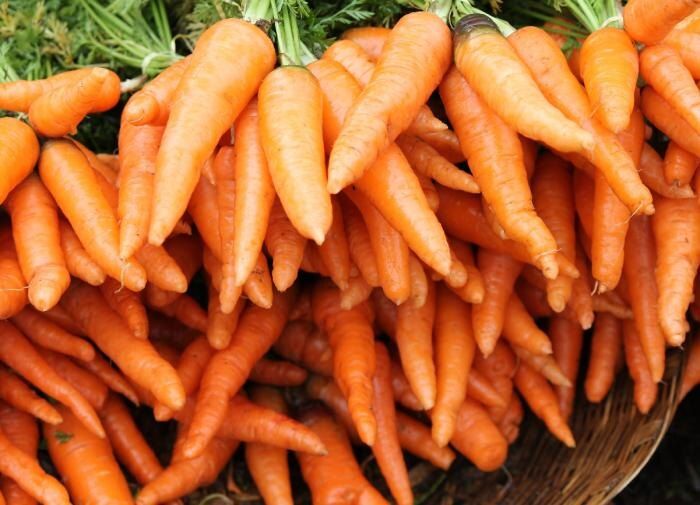 Выбор лучших сортов моркови для подзимнего посева