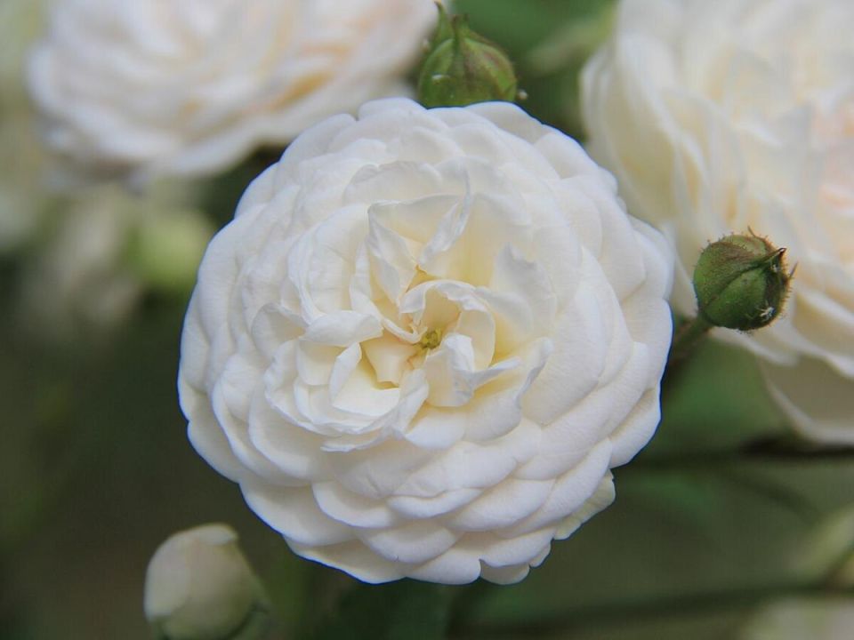 Как вернуть пионам пышное цветение: секреты подкормки