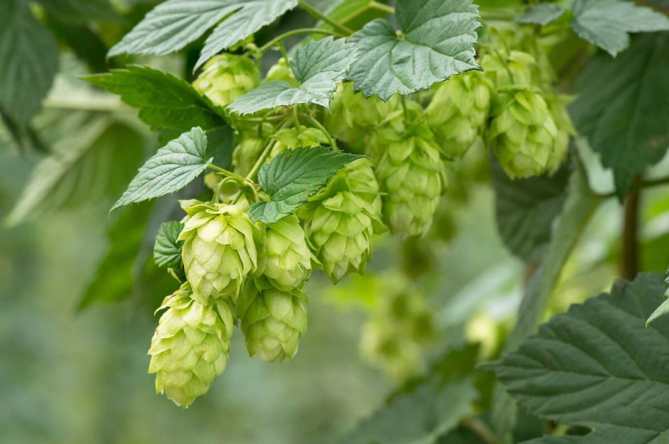 ��������-���������, ������� �������� ��� ���