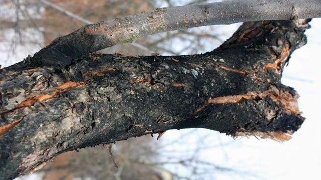 Как правильная обрезка яблонь спасает урожай: уроки из практики