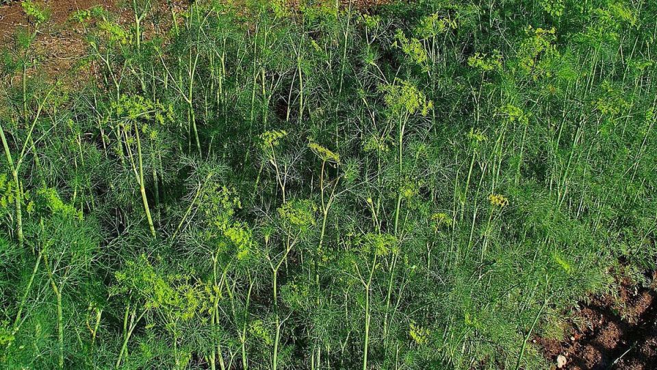 Укроп: полезные свойства и хитрости его применения в огороде