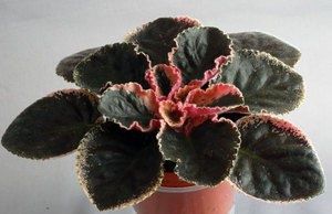 Фиалки для дома: как выбрать идеальный сорт и ухаживать за ним