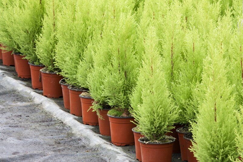 Кипарисовик Элвуди: советы по уходу за изящным домашним растением