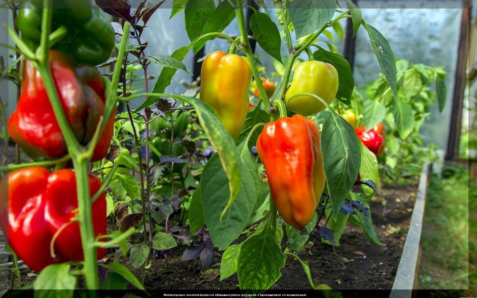 Как вырастить лучшие перцы: советы по посадке и уходу