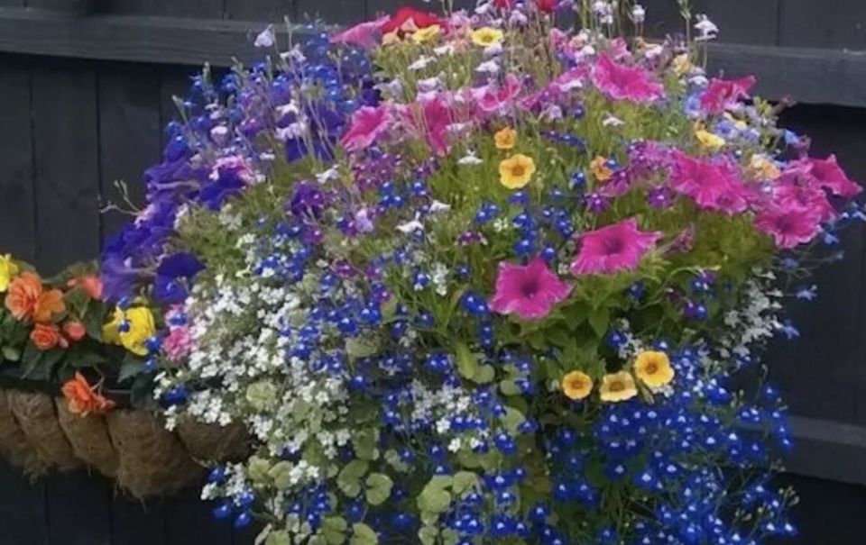 Секреты длительного цветения петуний и однолетников до заморозков